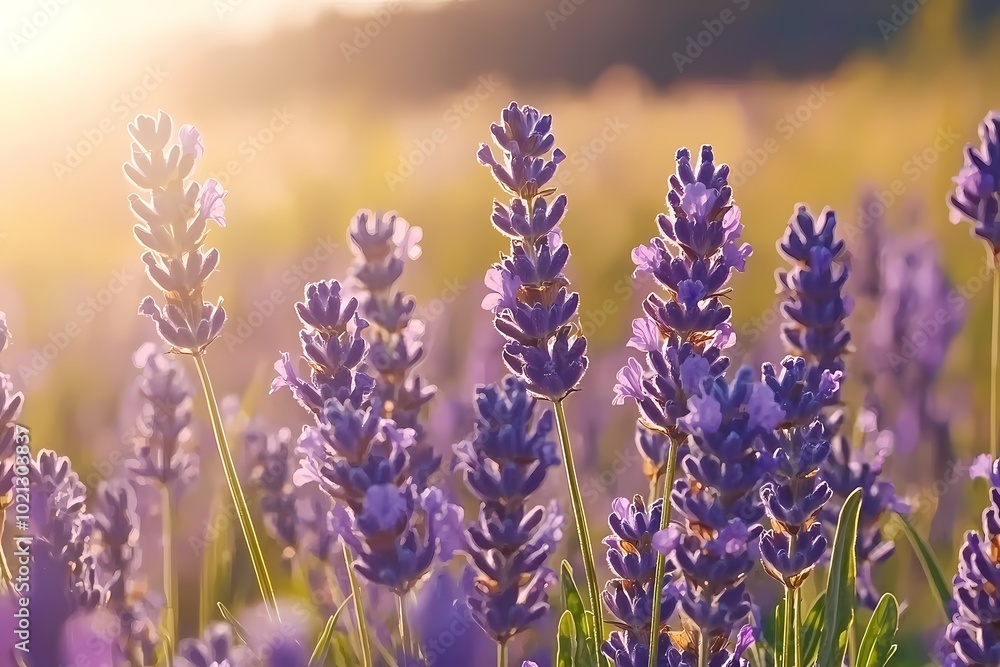 Naklejka premium Soft Lavender Flowers on a Pastel Background