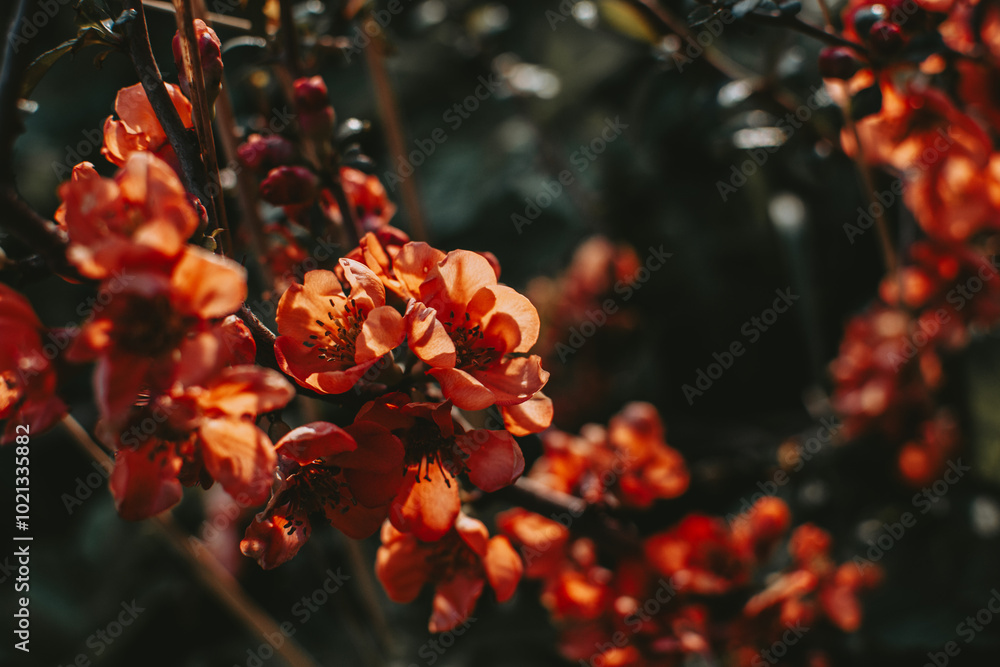 Blooming Chaenomeles flowers illuminated with sun