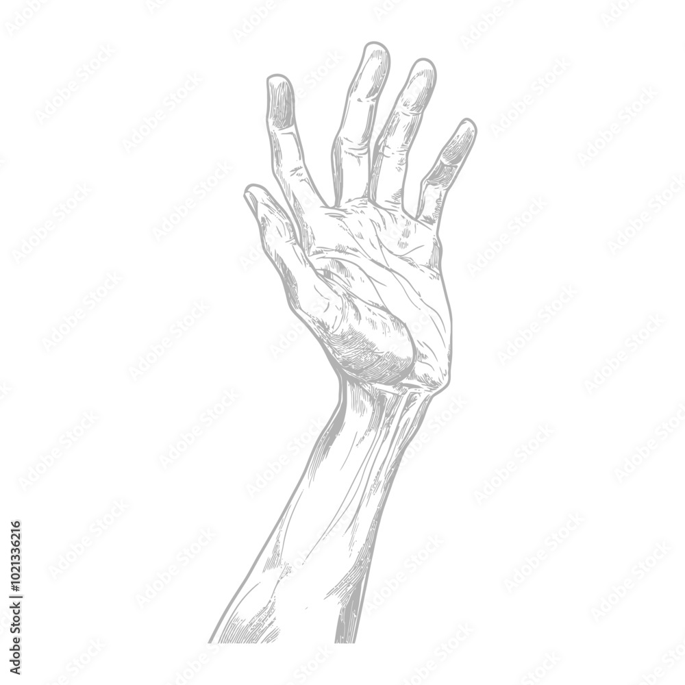 Detailed Line Art Illustration of a Hand Reaching Upwards Detailed Line Art Illustration of a Hand Reaching Upwards