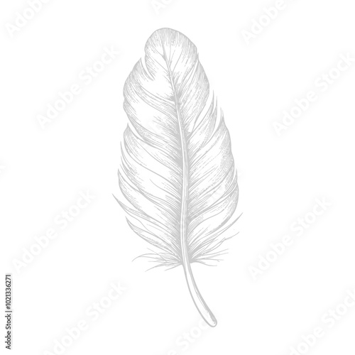 Detailed Line Drawing of a Single Bird Feather