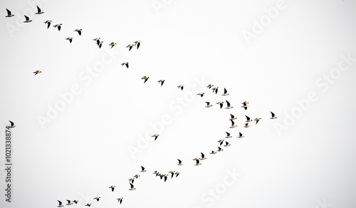 Flock of flying birds on white background isolated. Large flock of wild birds.