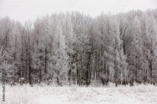 Heavily frosted trees from a heavy fog in January in Wisconsin photo