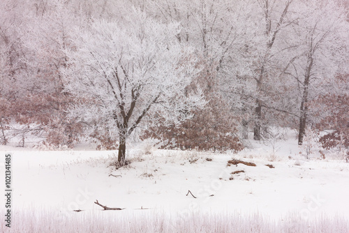Wallpaper Mural Trees frosted in the cold January winter morning on the shoreline of the Wisconsin River at Prairie du Sac Torontodigital.ca