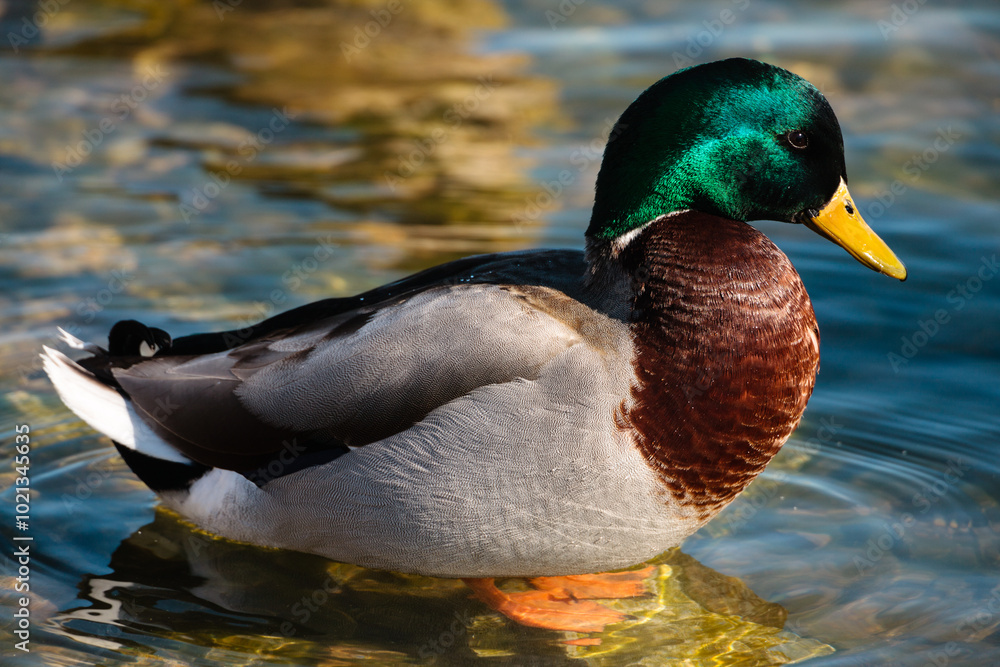 Male mallard resting in the March sunshine in the shallow harbor waters at Port Washington, Wisconsin Male mallard resting in the March sunshine in the shallow harbor waters at Port Washington, Wisconsin