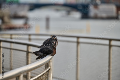 Sticker Pidgeons sitting on a rail in Copenhagen, Denmark