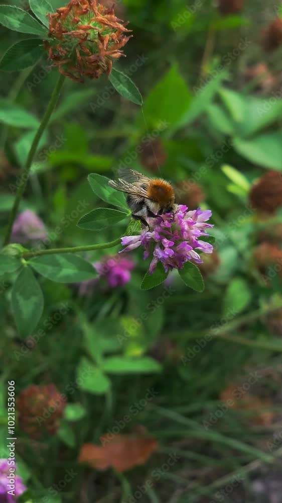 a bee drinks nectar from a wild clover flower