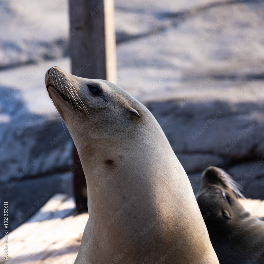 Fototapeta premium Zootiere im Erlebnis-Zoo Hannover