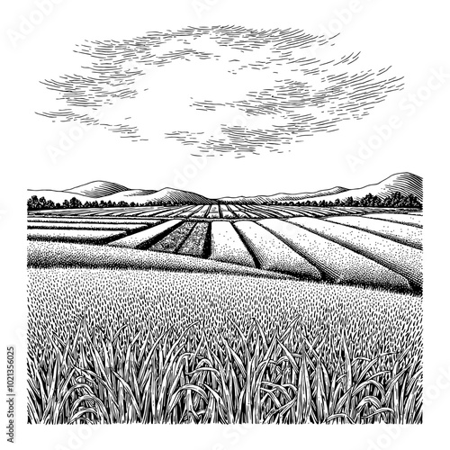 Black and White Outline Line Art Drawing of Beautiful Rice Field Panorama With Clouds