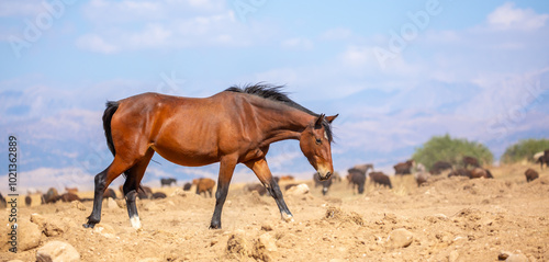 A herd of horses graze in the meadow in summer, eat grass, walk and frolic. Pregnant horses and foals, livestock breeding concept.