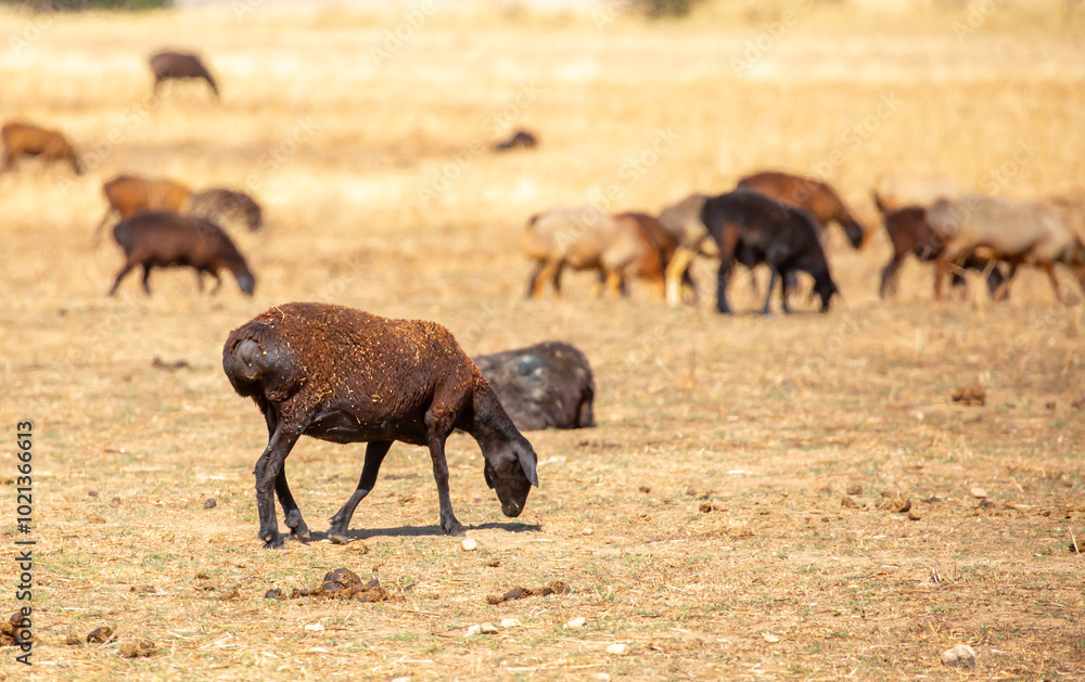 Rams and lambs graze in a meadow. Cattle grazing. A flock of rams walks across an autumn field in search of grass. sheep Rams and lambs graze in a meadow. Cattle grazing. A flock of rams walks across an autumn field in search of grass. sheep