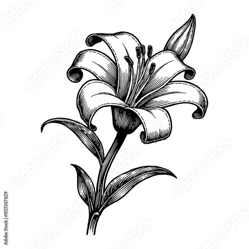 Detailed Black and White Outline Line Art Drawing of a Lily Flower with Leaves