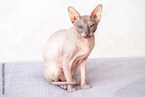 Egyptian sphinx cat looking at camera sitting on bed. Close up of hairless cat pet.