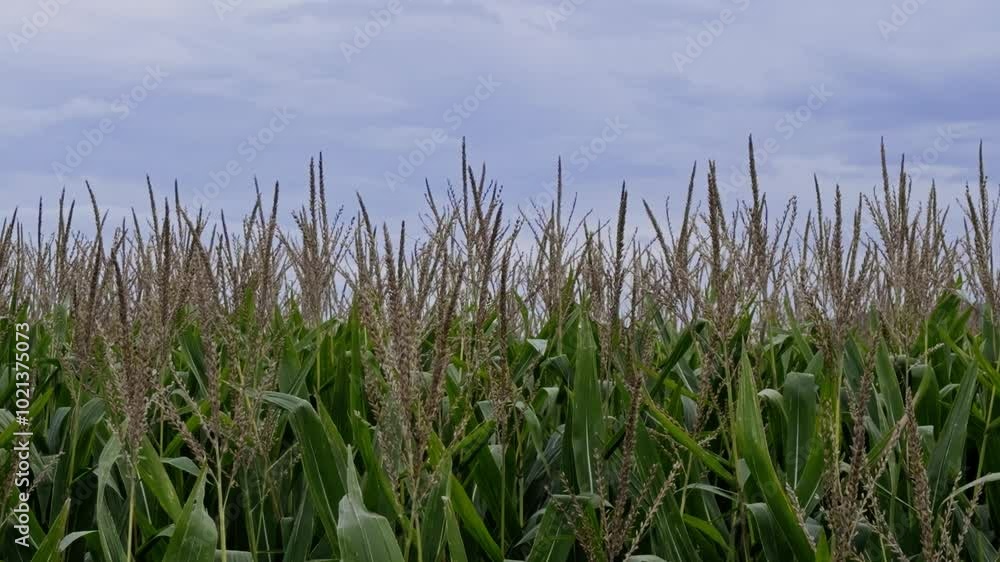 Vast green maize field under a clear blue sky Vast green maize field under a clear blue sky