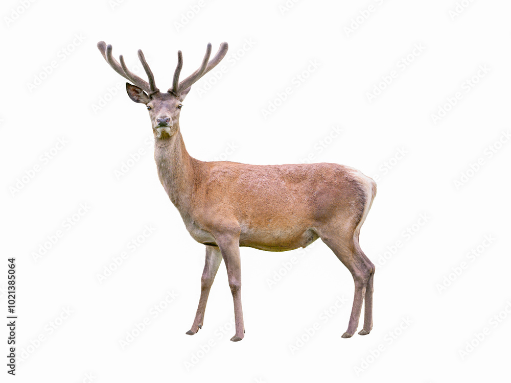 male deer isolated on a white background male deer isolated on a white background
