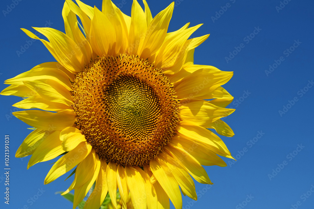 Amazingly beautiful sunflower, close-up shot Amazingly beautiful sunflower, close-up shot