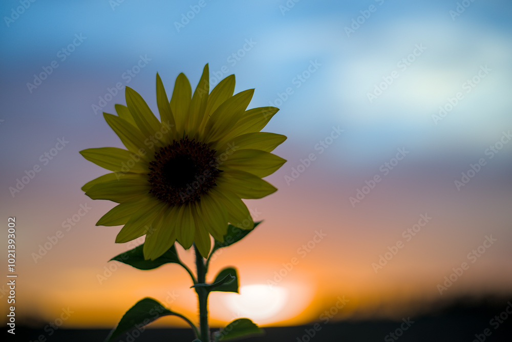 Young sunflower against sunset background.