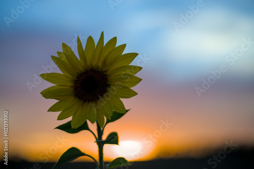 Obraz na płótnie Young sunflower against sunset background. w salonie