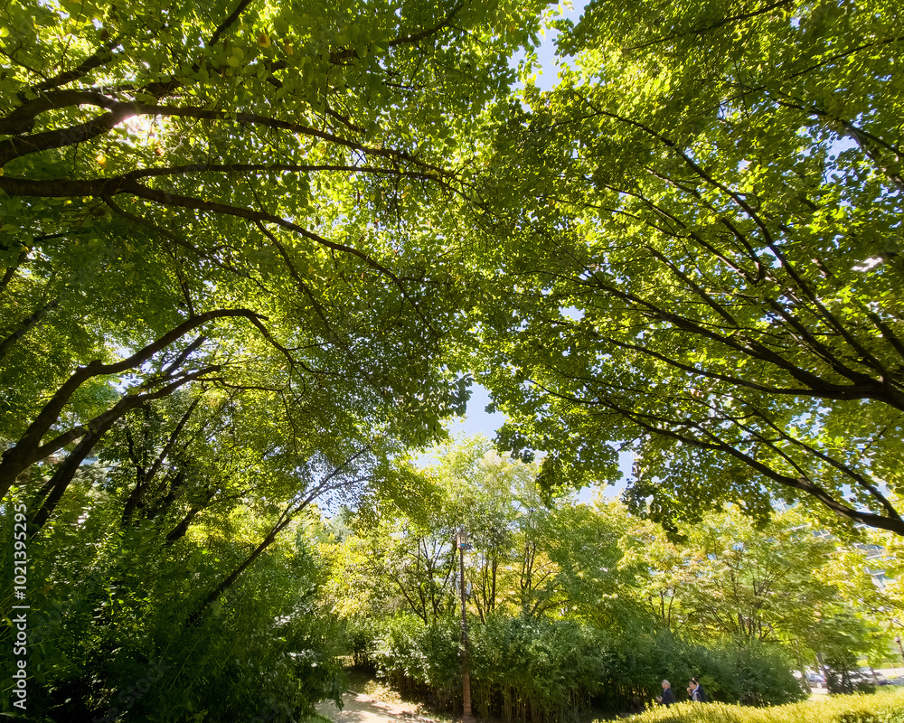 Fototapeta premium Beautiful Green trees in a city park, on a sunny day, Yeouido Park in Seoul, Korea, for a background