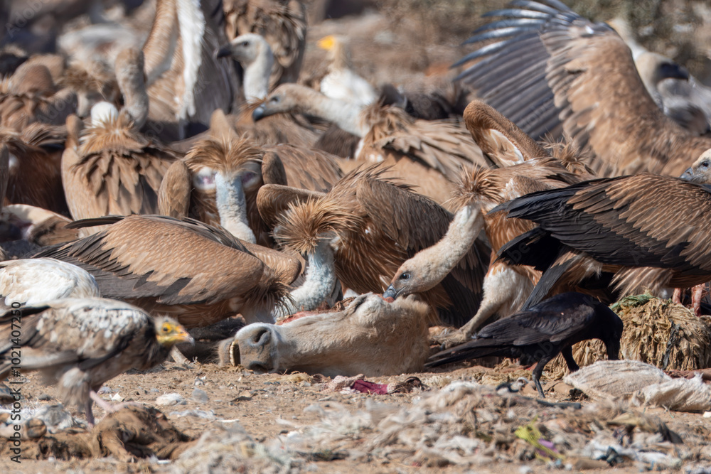 Eurasian griffon vulture or Gyps fulvus at Jorbeer in Rajasthan, India Eurasian griffon vulture or Gyps fulvus at Jorbeer in Rajasthan, India