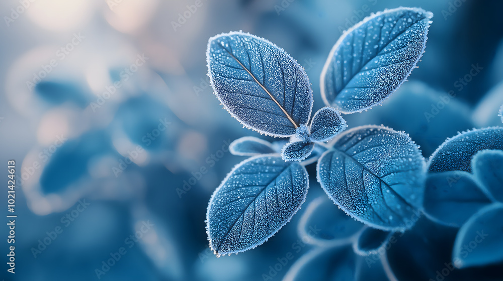 冬季树叶上的白色霜花特写图 冬季树叶上的白色霜花特写图