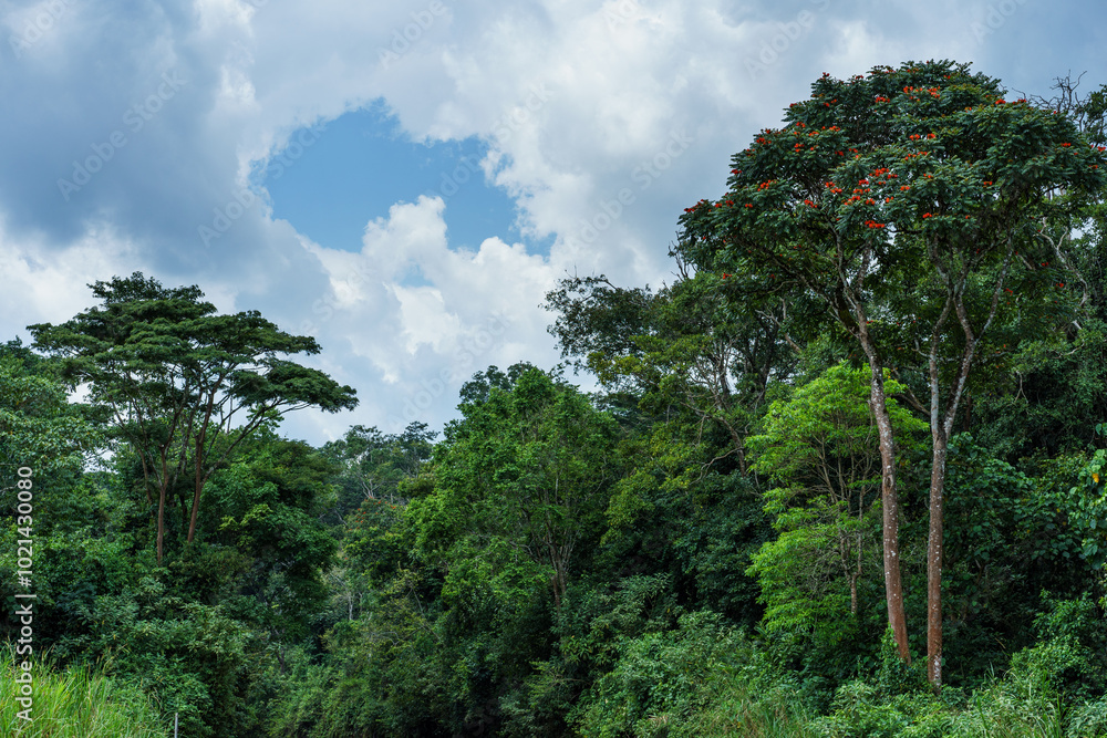 Bwindi Impenetrable Forest in Uganda
Bwindi Impenetrable Forest in Uganda