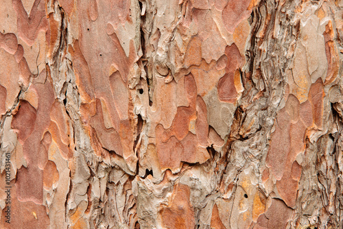 Close-up of red pine bark in May from a red pine tree along the eastern shoreline of Trout Lake in Vilas County, near Boulder Junction, Wisconsin photo