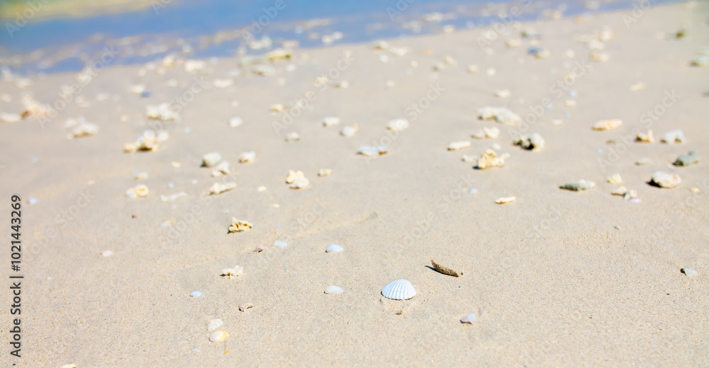 Corals on the sand on the seashore. Seascape background, sandy shore with corals and shells. Corals on the sand on the seashore. Seascape background, sandy shore with corals and shells.