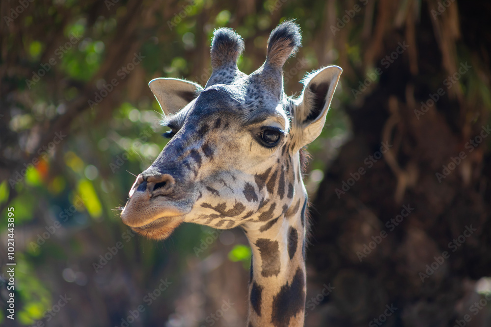 Fototapeta premium close up of a giraffe head angled