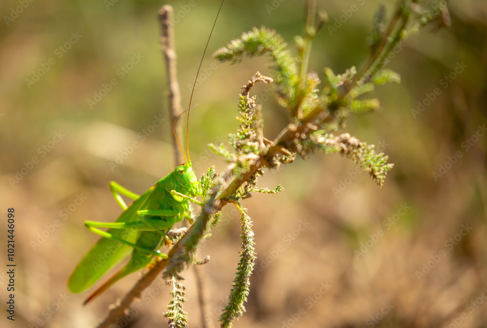 A green grasshopper sits in the grass on a bush. Great marsh grasshopper Stethophyma grossum, an endangered insect typical of wet meadows and marshes. A green grasshopper sits in the grass on a bush. Great marsh grasshopper Stethophyma grossum, an endangered insect typical of wet meadows and marshes.