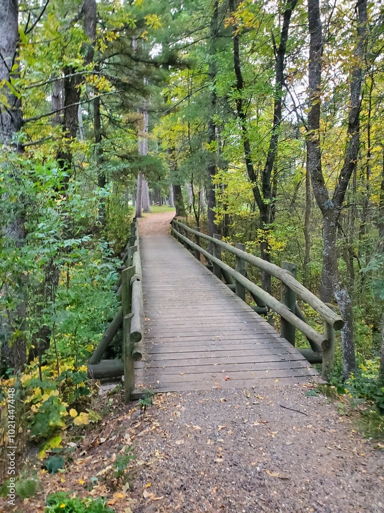 Obraz premium path in the woods