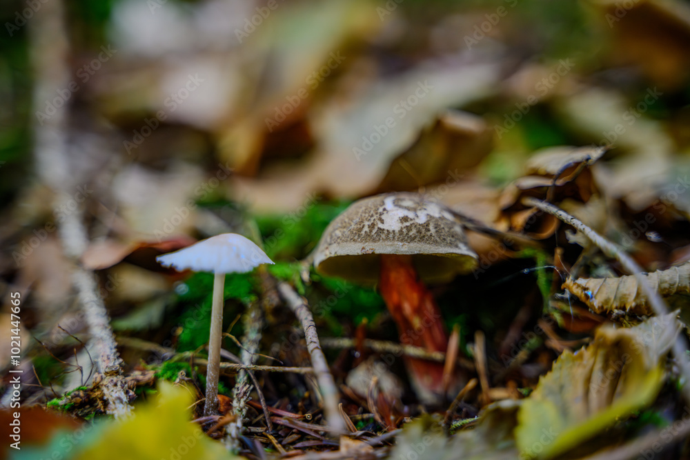 Fototapeta premium Nahaufnahme eines Pilzes im Herbstwald