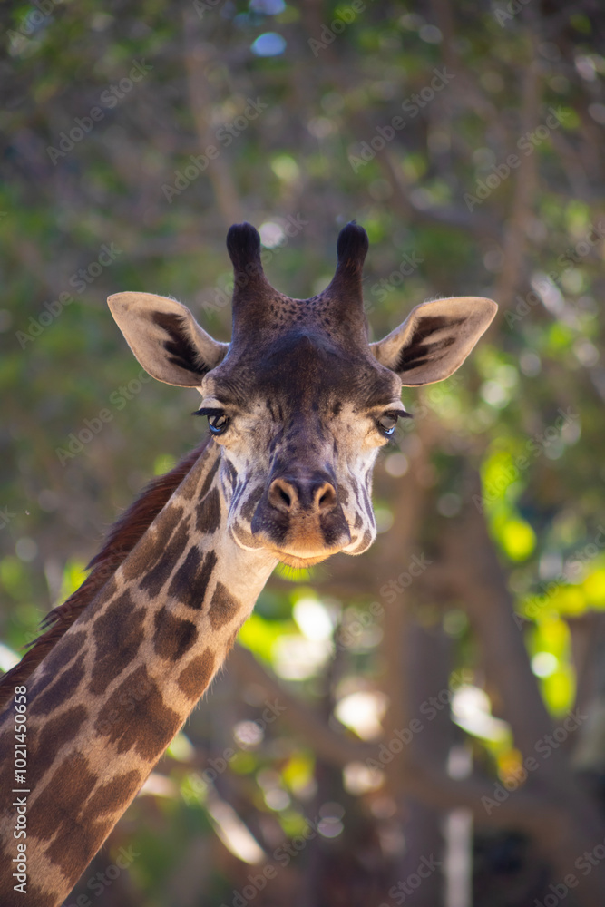 Fototapeta premium portrait of a giraffe vertical