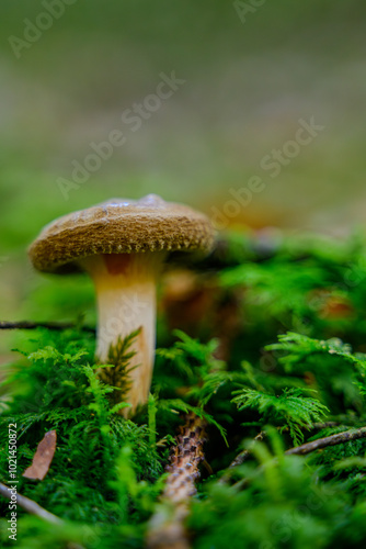 Nahaufnahme eines Pilzes im Herbstwald