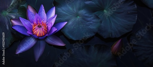 Beautiful Purple Waterlily Or Purple Lotus