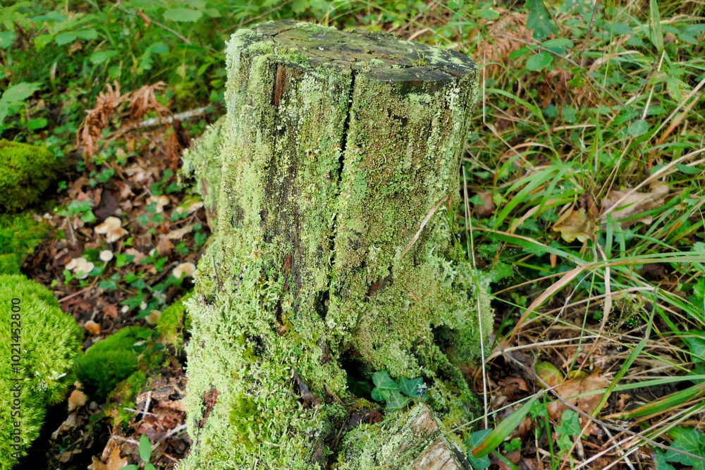 Decaying tree stump covered in fungi, mosses and lichens such as Lecanora chlarotera and Graphis scripta
Decaying tree stump covered in fungi, mosses and lichens such as Lecanora chlarotera and Graphis scripta
