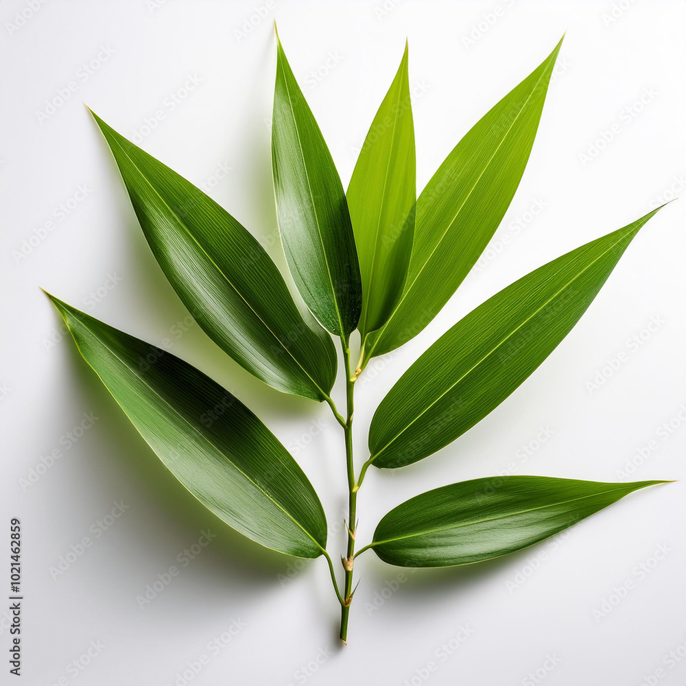 bamboo leaves, on a white background bamboo leaves, on a white background