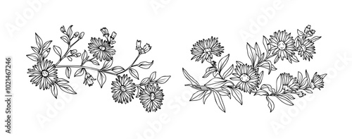 Aster flower arrangement line art on white background. Silhouette botanical hand drawn element for wedding, invitation frame design, vector illustration