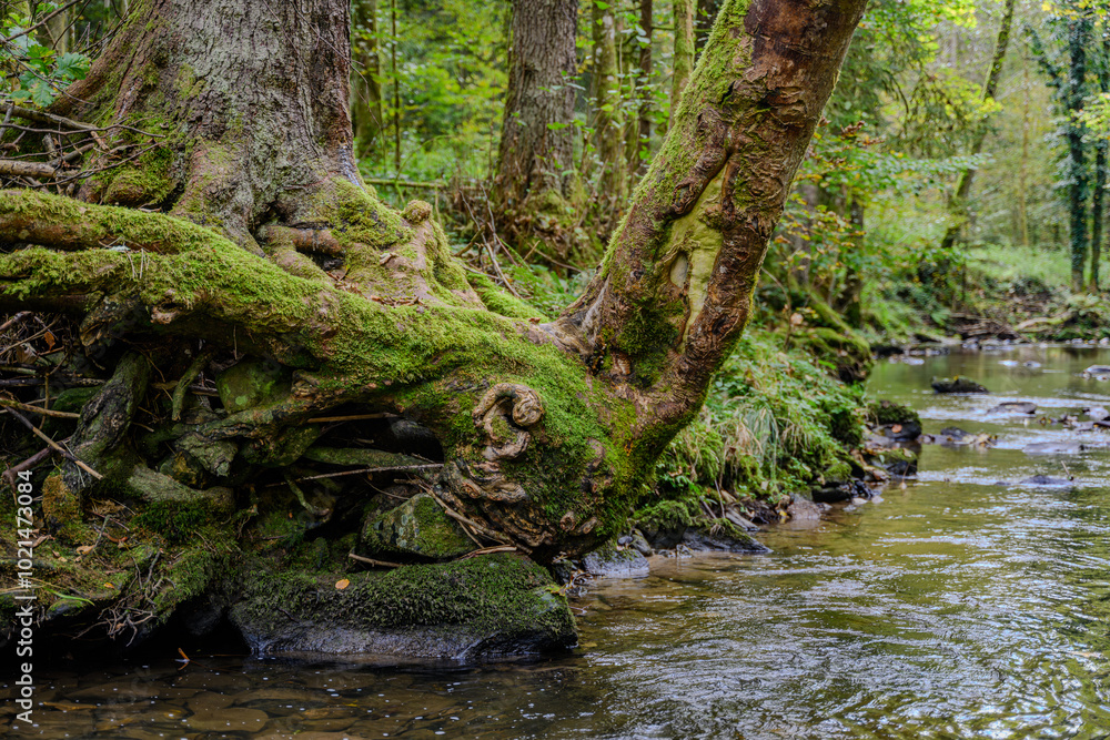 Ein kleiner Bach im Wald Ein kleiner Bach im Wald