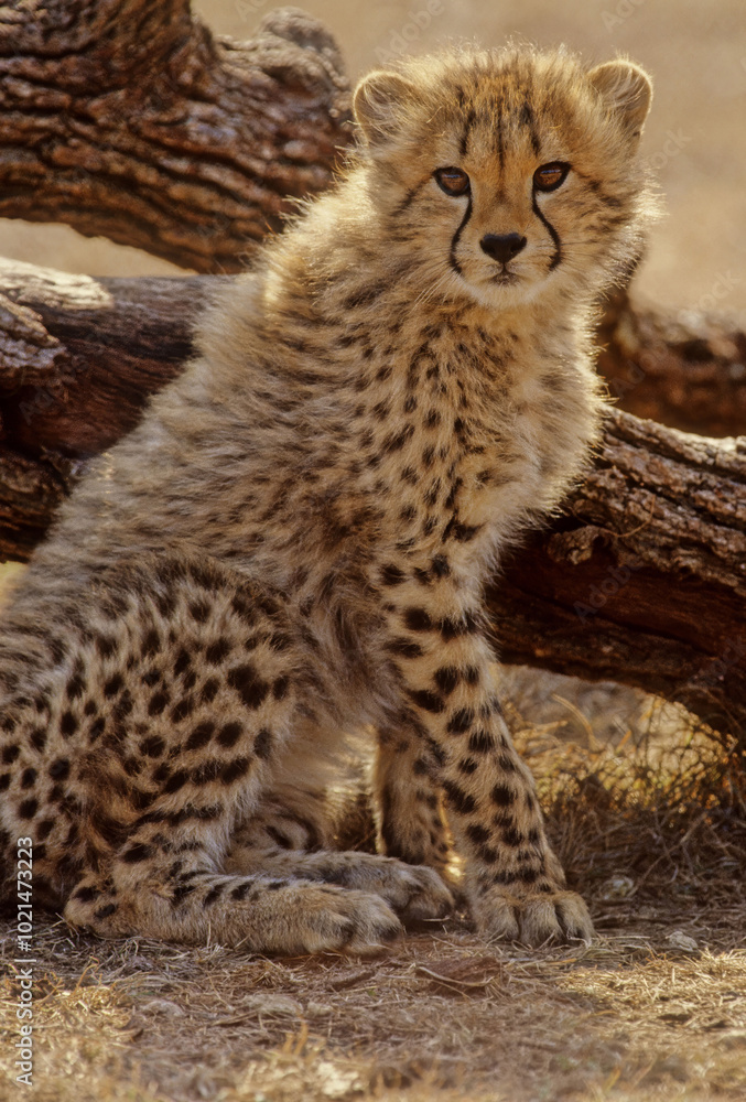 Fototapeta premium Cheetah