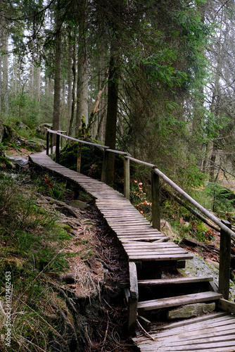 Winding moody wooden bridge leading into the woods in La Hoegne, Jalhay, Ardennes, Belgium photo