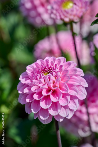 large pink dahlia Wizard of Oz