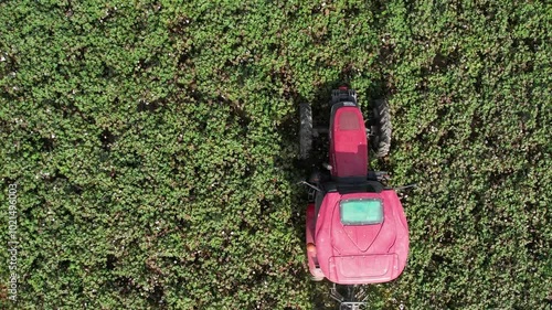 Aerial View of Tractor Spraying Defoliant on Cotton Field
 photo