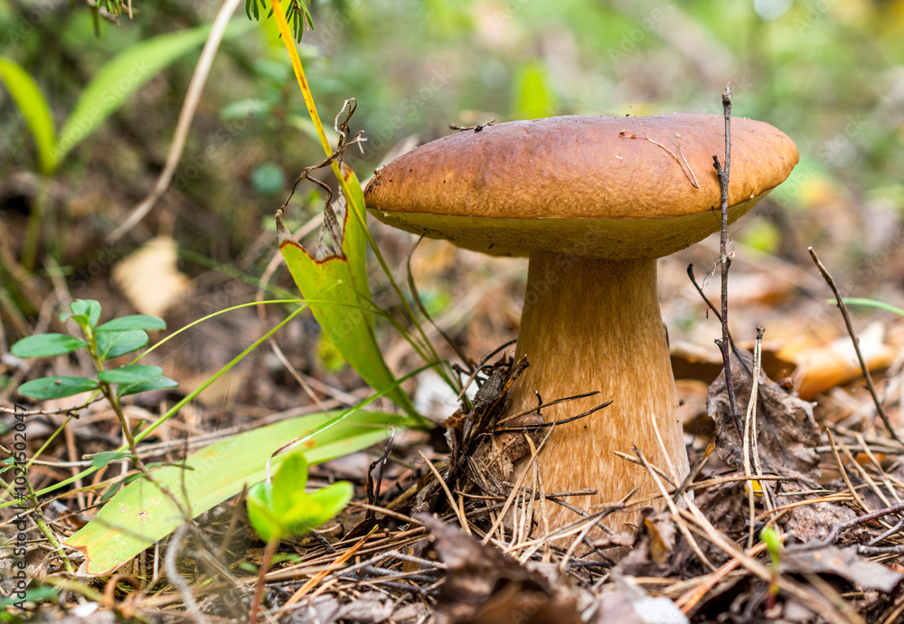 Fototapeta premium A large boletus mushroom with a yellow-brown cap grows under a spruce tree among fallen pine needles, leaves and grass.