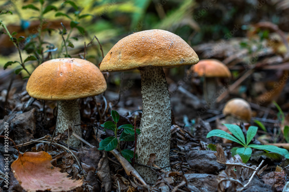 Several mushrooms with yellow-orange caps on tall, variegated stems grow in the shade of trees among fallen leaves and lingonberries. Several mushrooms with yellow-orange caps on tall, variegated stems grow in the shade of trees among fallen leaves and lingonberries.