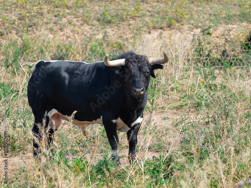 A black and white brave bull standing in a field grazing in the pasture photo