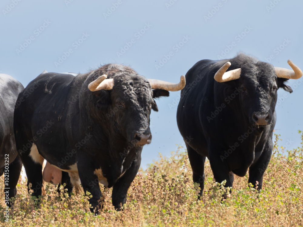 Two black brave bulls standing in a field grazing in the pasture. Two black brave bulls standing in a field grazing in the pasture.