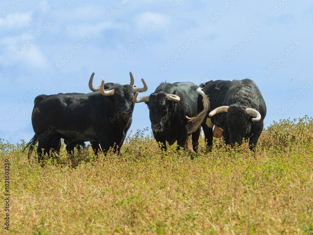Herd of black brave bulls standing in a field grazing in the pasture. Herd of black brave bulls standing in a field grazing in the pasture.