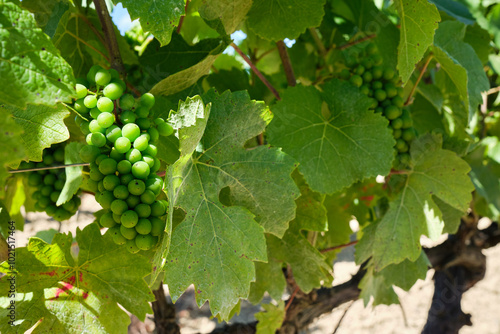 green small grapes on vine on vineyard