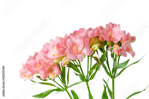 pink alstroemeria flower, Lily of the Incas, in vase on isolated white background close-up