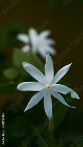 Fresh White Jasmine Flowers Blooming in Slow Motion